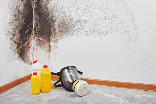 Best Toxic Mold Removal  in Richgrove, CA