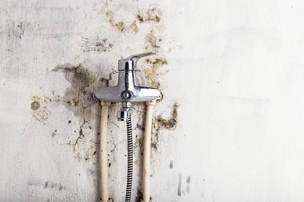 Best Best Mold Removal Companies  in Richgrove, CA