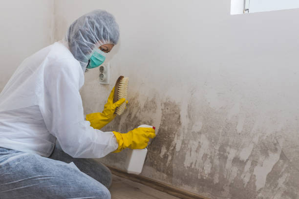 Best Certified Mold Removal  in Richgrove, CA