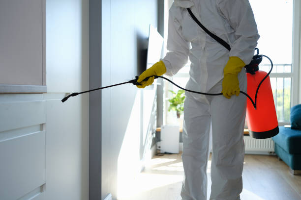 Trusted Richgrove, CA Mold Removal Experts