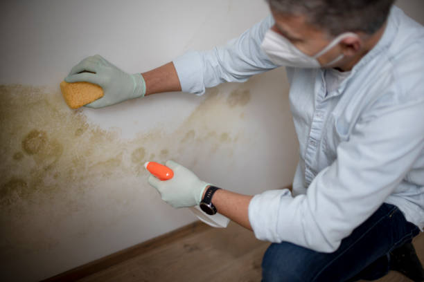 Mold Removal and Inspection in Richgrove, CA