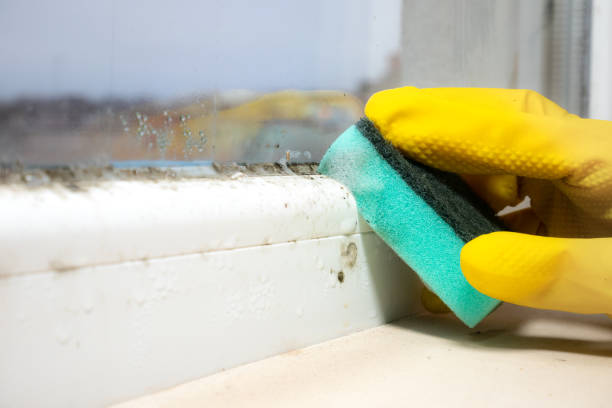 Best Affordable Mold Removal  in Richgrove, CA