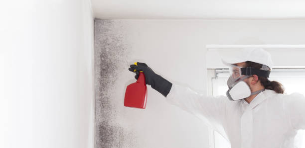 Office Mold Removal Services in Richgrove, CA
