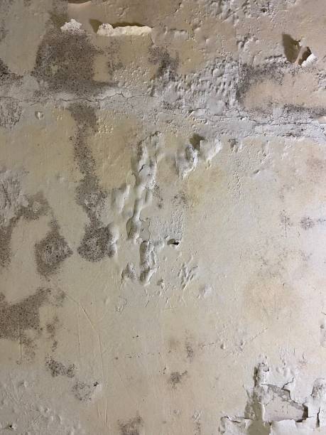 Attic Mold Removal in Richgrove, CA