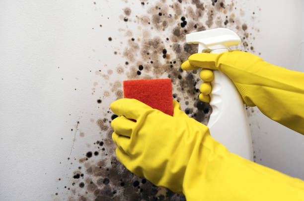 Best Same-Day Mold Removal  in Richgrove, CA