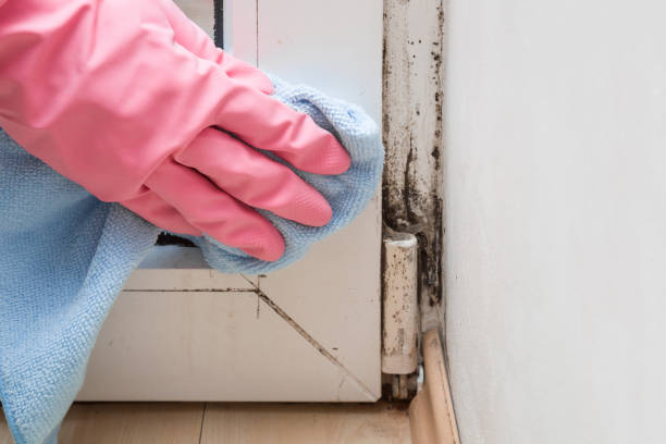 Best Toxic Mold Removal  in Richgrove, CA