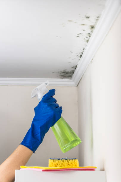 Best Home Mold Removal  in Richgrove, CA