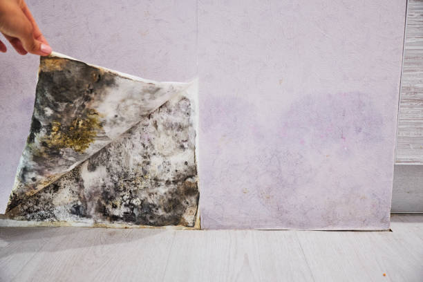 Best Mold Remediation  in Richgrove, CA